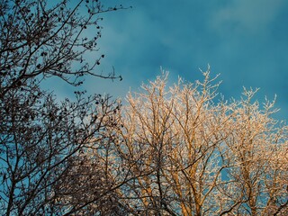 Dialogue of two trees in front of happy sky