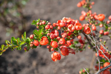 Bright red flowering quince blossoms with green leaves on a thorny branch, captured in natural sunlight. The blurred background emphasizes the vivid colors of the flowers