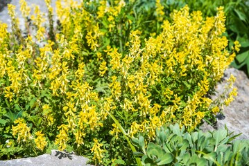 Yellow Corydalis ochotensis flowers in full bloom, a vibrant wild plant from the Papaveraceae family