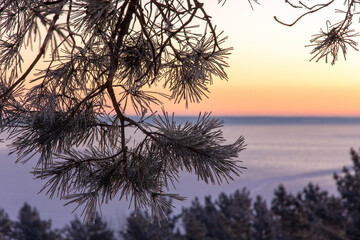 Close-up of pine branches covered with delicate hoarfrost illuminated by the warm light of a sunrise in a winter morning.