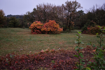 A bushy red smoke tree in autumn