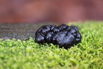 close-up of black witches butter on moss at the veluwezoom