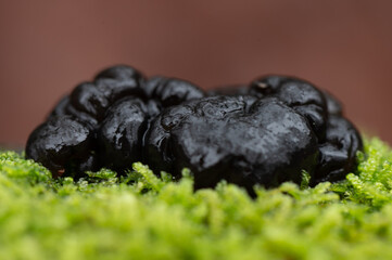 close-up of large black witches butter on moss at the veluwezoom