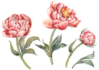 Set of pink peony flowers in vintage style. Isolated watercolor illustration. © JeannaDraw