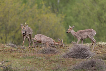 group of young hairy roe at the veluwe