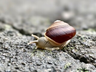 A garden snail or Cornu aspersum on a damp rock
