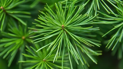 Obraz premium Vibrant Green Larch Needles Close-Up Detailed Macro Photography of Coniferous Tree Branches