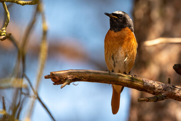 Redstart on a branch atthe veluwe