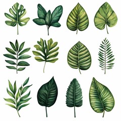 Obraz premium Collection of various green leaves arranged artistically on a white background showcasing natural patterns and textures. Generative AI