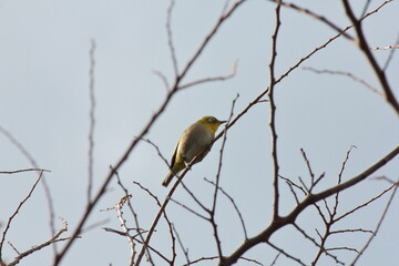 冬の寒さを忘れさせるメジロの姿