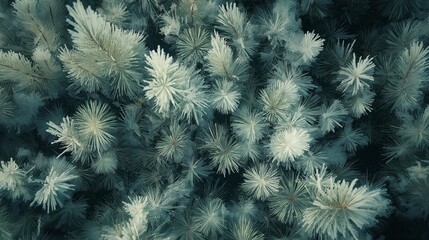 Pine Needles Covered in Frost: Pine needles covered in frost, their evergreen color