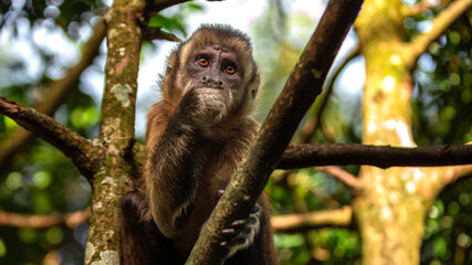 A little Tufter or Brown Capuchin (Cebus apella) Monkeys in the tree  in Monkeyland in Plettenberg Bay in South Africa