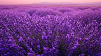 Fototapeta premium A vibrant field of lavender under a soft sunset sky, creating a serene and tranquil atmosphere.