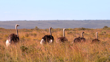 Ostriches run through the tall grass in De Hoop Nature Reserve in South Africa