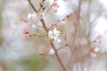 Obraz premium 桜