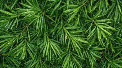 Fototapeta premium Lush Green Coniferous Leaves with Dew Drops Close-Up Texture of Vibrant Evergreen Foliage after Rain