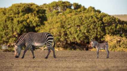 Baby zebra with his mother in De Hoop Nature Reserve in South Africa