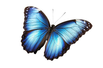 A vibrant blue butterfly with iridescent wings, showcasing intricate patterns and delicate details.