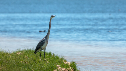 Heron along the Garden Route in South Africa