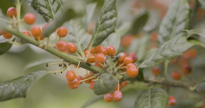 Gros plan nature solanum