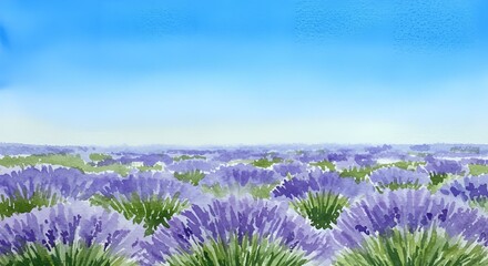 Fototapeta premium lavender field in region