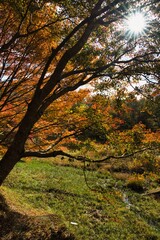 日本の紅葉
