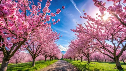 Delicate pink and white cherry blossoms paint a breathtaking spring landscape.