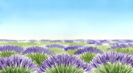 Fototapeta premium lavender field in region