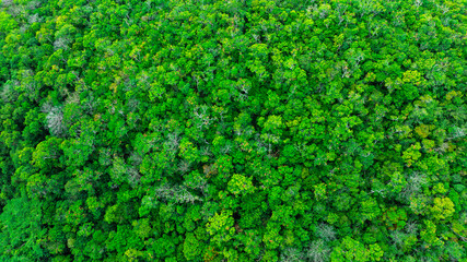 aerial view of dark green forest Abundant natural ecosystems of rainforest. Concept of nature forest preservation and reforestation.	