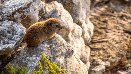 Cute Rock Dassie (Dussy) (