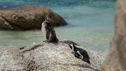 Penguins colony at Boulders Beach in Simon's Town in South Africa