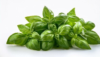 Fototapeta premium Lush Green Basil: A Vibrant, Fresh Herb Still Life