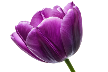 A vibrant purple tulip with delicate petals and rich textures, showcasing its natural beauty and intricate details.