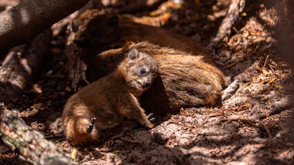Cute baby Rock Dassie (Dussy) (