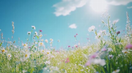 Vibrant Wildflower Meadow in Sunny Summer Day Close-Up Photography of Daisies, wildflowers, and Green Grass Under Bright Sunlight