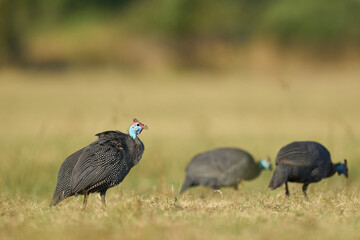 Helmeted Guineafowl (Numida meleagris) foraging for food in South Luangwa National Park, Zambia.