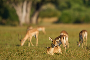 Impala (Aepyceros melampus) grazing in South Luangwa National Park, Zambia