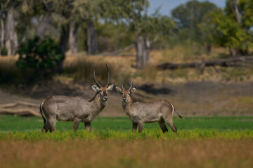 Waterbuck (Kobus ellipsiprymnus) on a grassy plain of South Luangwa National Park, Zambia