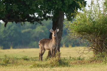 Waterbuck (Kobus ellipsiprymnus) on a grassy plain of South Luangwa National Park, Zambia