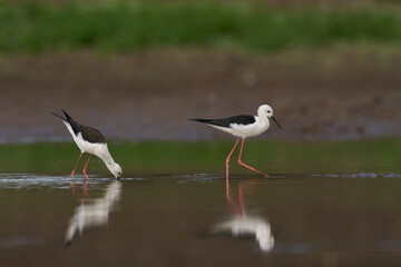 Black-winged Stilt (Himantopus himantopus) feeding in a shallow pool in South Luangwa National Park, Zambia