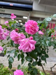 pink flowers in a garden