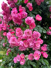 pink roses