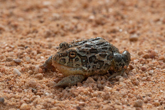 Pyxicephalus adspersus,  Crapaud buffle africain