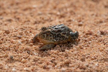 Pyxicephalus adspersus,  Crapaud buffle africain