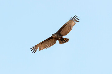 Obraz premium Busard maure,.Circus maurus, Black Harrier, Afrique du Sud