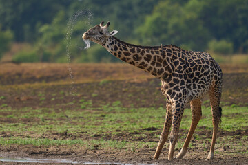 Thornicroft giraffe (Giraffa camelopardalis thornicrofti) drinking in South Luangwa National Park, Zambia