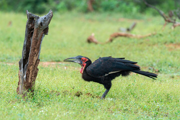 Bucorve du Sud, Grand calao terrestre, Bucorvus leadbeateri, Southern Ground Hornbill