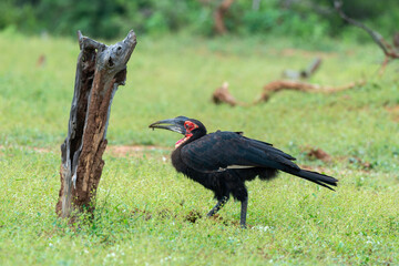 Bucorve du Sud, Grand calao terrestre, Bucorvus leadbeateri, Southern Ground Hornbill