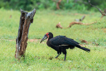 Bucorve du Sud, Grand calao terrestre, Bucorvus leadbeateri, Southern Ground Hornbill