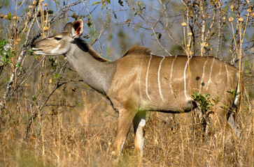 Grand koudou, Tragela strepsiceros, Parc national de Ruaha, Tanzanie